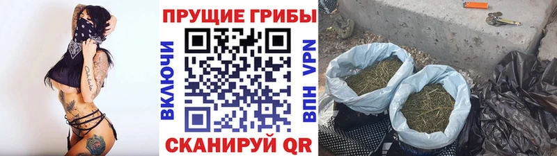 Псилоцибиновые грибы Psilocybine cubensis где найти Пустошка
